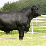 L’ECCELLENZA BOVINA: IL BLACK ANGUS