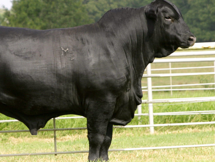 black angus americano l' oste e la civetta ristorante