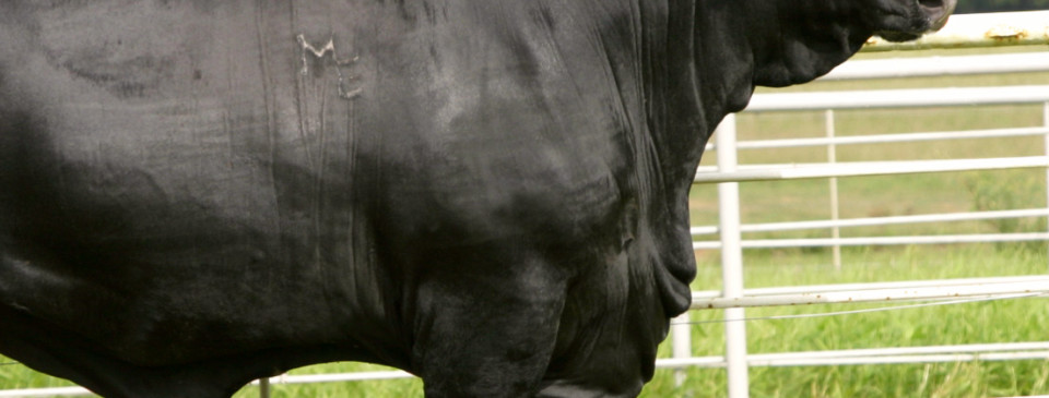 black angus americano l' oste e la civetta ristorante