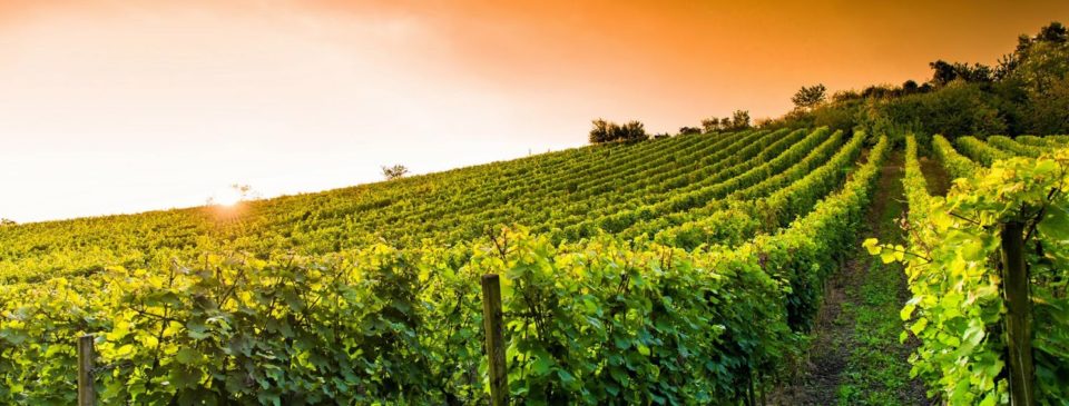 che-vino-abbinare-alla-carne-ristorante-oste-e-la-civetta-roma